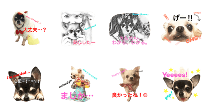 Padme and Amo the chihuahua #3