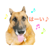 Loose Shepard Umi part.2