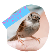 sparrow ceo3