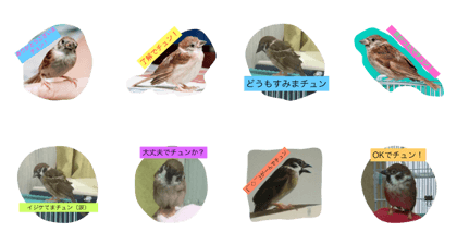 sparrow ceo3