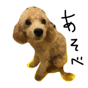 toy-poodle  Q