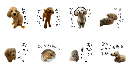 toy-poodle  Q