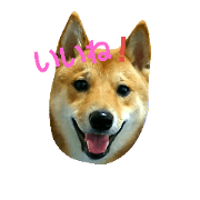 Shiba-dog UNAGI