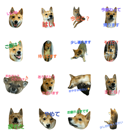 Shiba-dog UNAGI