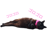 catcat123