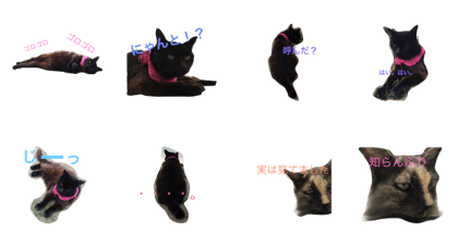 catcat123
