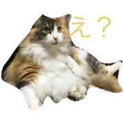 nekonosutanpu