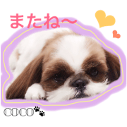 cutiedogcoco