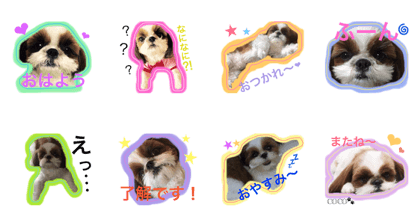 cutiedogcoco