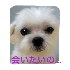 serious koharu stump