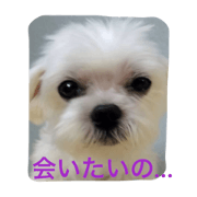 serious koharu stump
