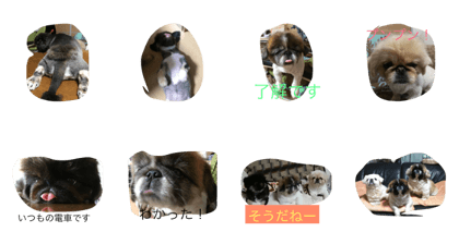 pekingese lover
