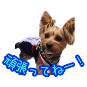 I'm Russel of Yorkshire Terrier.