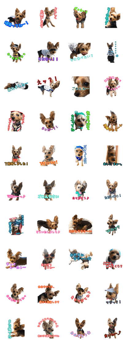 I'm Russel of Yorkshire Terrier.