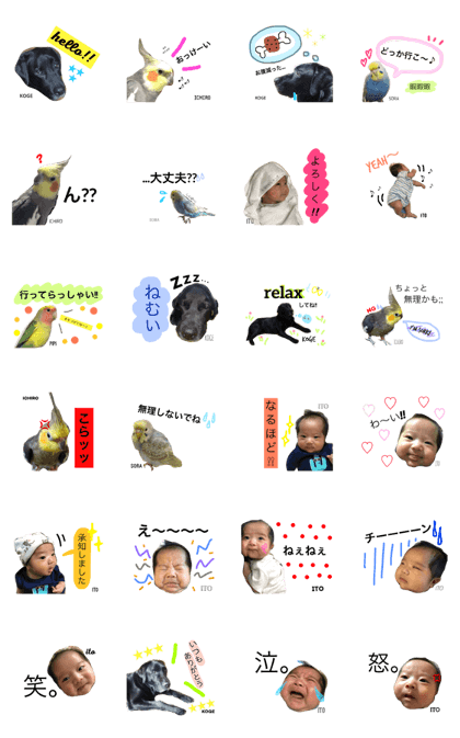 Pets with ITO