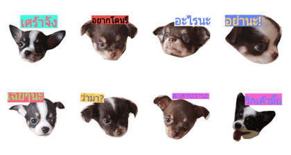 Dogza