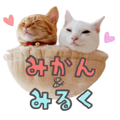 mikan&milk cute cats
