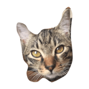 kaineko