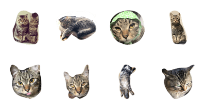 kaineko
