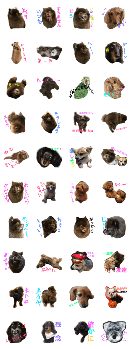 Pomeranian Joy and Chihuahua Ful