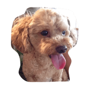 the dog mr.an