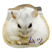 I love hamster
