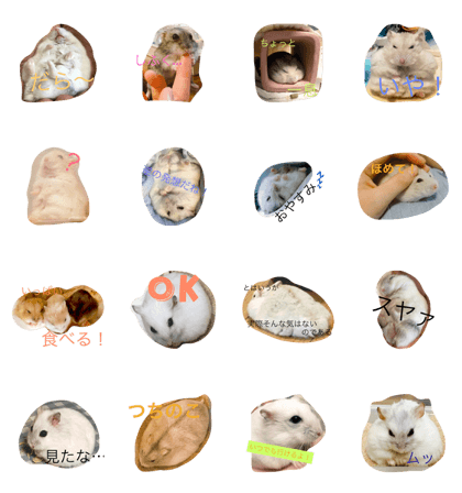 I love hamster