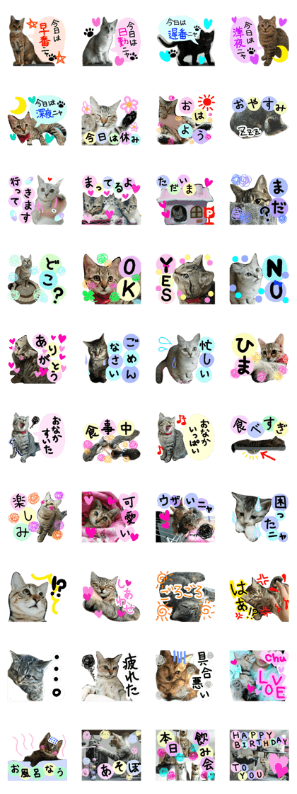 K  family  Cats