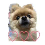 Pomeranian PAU&cat RIN