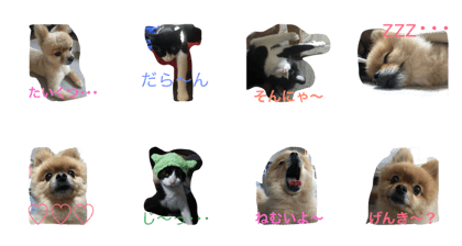 Pomeranian PAU&cat RIN