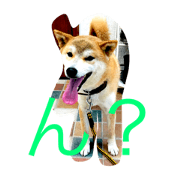 Dog and fish