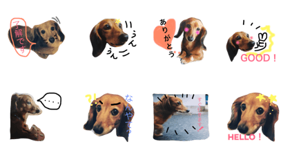 My dog's stamp