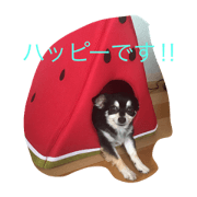 hapiko2