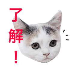 komarigaococochan
