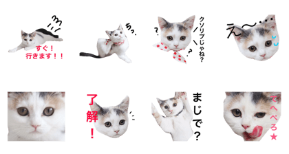 komarigaococochan