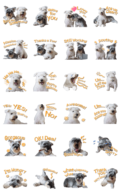 Mr.Boeing & Mrs.Bella Schnauzer Dogs V1