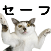 Cats Gan&Cho