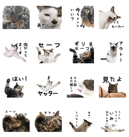 Cats Gan&Cho