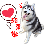 husky's daily
