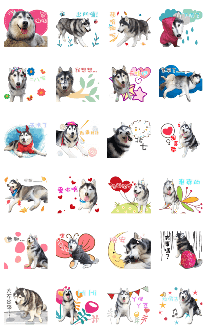 husky's daily