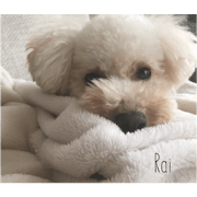 wan.wan.rai