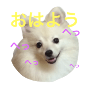 tatsumidog2