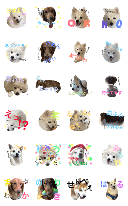 tatsumidog2