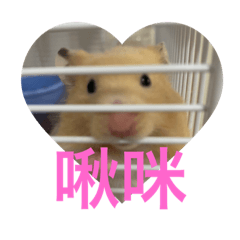Mimi hamster 1