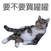 Have you seen this cat