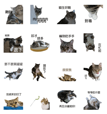 Have you seen this cat