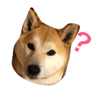 shibainu.haruru