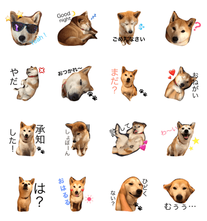 shibainu.haruru