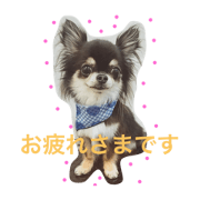 harupoyo stump2