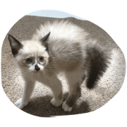 mycatt